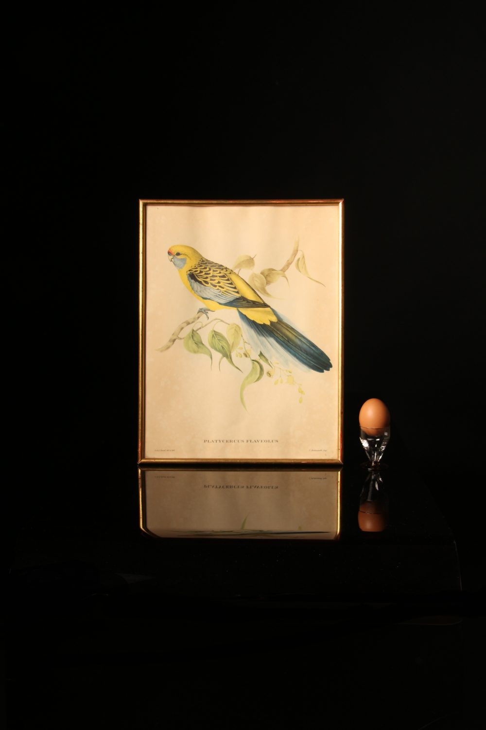John et Elizabeth Gould Lithographie d'un Platycercus Flaveolus
