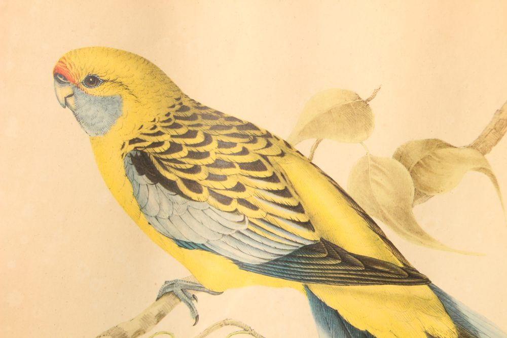John et Elizabeth Gould Lithographie d'un Platycercus Flaveolus – Image 4