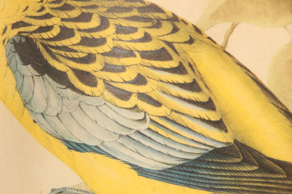 John et Elizabeth Gould Lithographie d'un Platycercus Flaveolus – Image 10